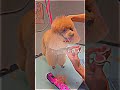 Another day another poodle ✂️🐾🫶🏻 _toypoodle _doggram _doggrooming _doggroomer _garbaniusgrooming