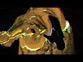ROMANS - Singularity (Visualizer)