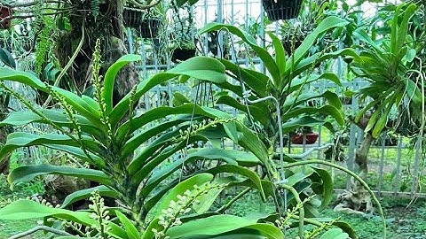 5/12 vét Vườn thanh lý cực rẻ lan ngọc điểm rừng hoa tết sđt zalo 0987157820