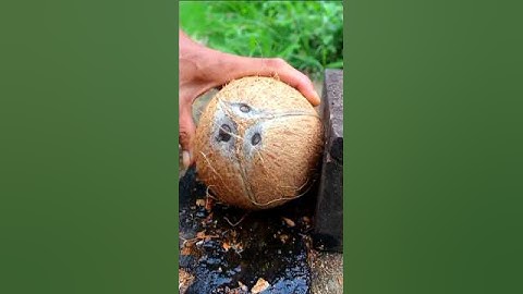 Cool way to open a round coconut from its shell