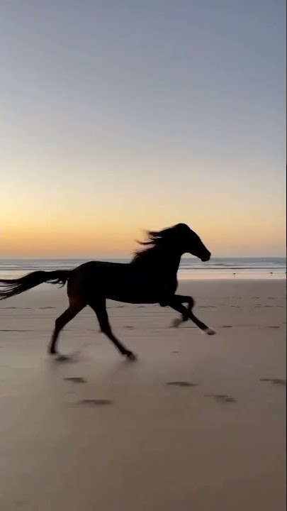 Kuda Berlari, Running Horse 🐴