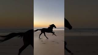 Download Lagu Kuda Berlari, Running Horse 🐴 MP3