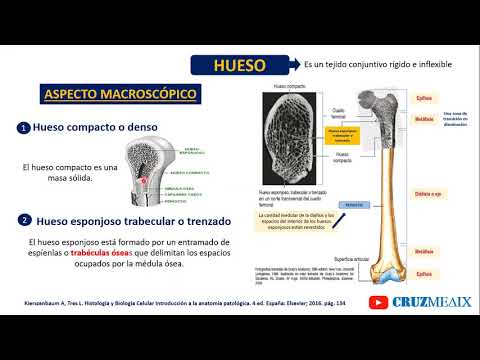 Video: ¿Cuáles son las funciones del sistema canalicular en el hueso?