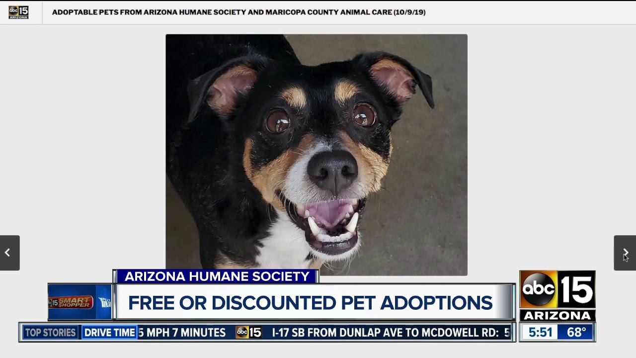 Free and discounted pet adoptions this weekend YouTube