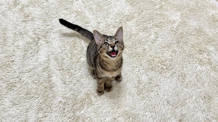 入院前日にごはん抜きにされた子猫が怒ってこうなっちゃいました…