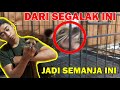 Tutorial Menjinakkan Musang, LANGSUNG TERBUKTI‼