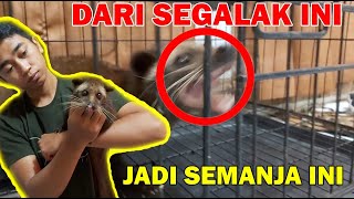 Tutorial Menjinakkan Musang, LANGSUNG TERBUKTI‼