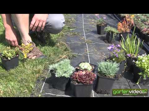 pflanzbeispiele-für-staudenkombinationen-(sedum,-sempervivum,-geranium)