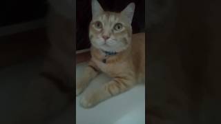 Jordon ki value||cat's lover's 🐅🐈🐱💛 #subscribe #cats #trending