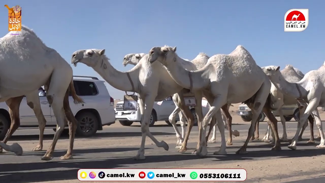 مسيرة علي عميش الحريص  بمناسبة مشاركتة بمهرجان جادة الابل بتبوك