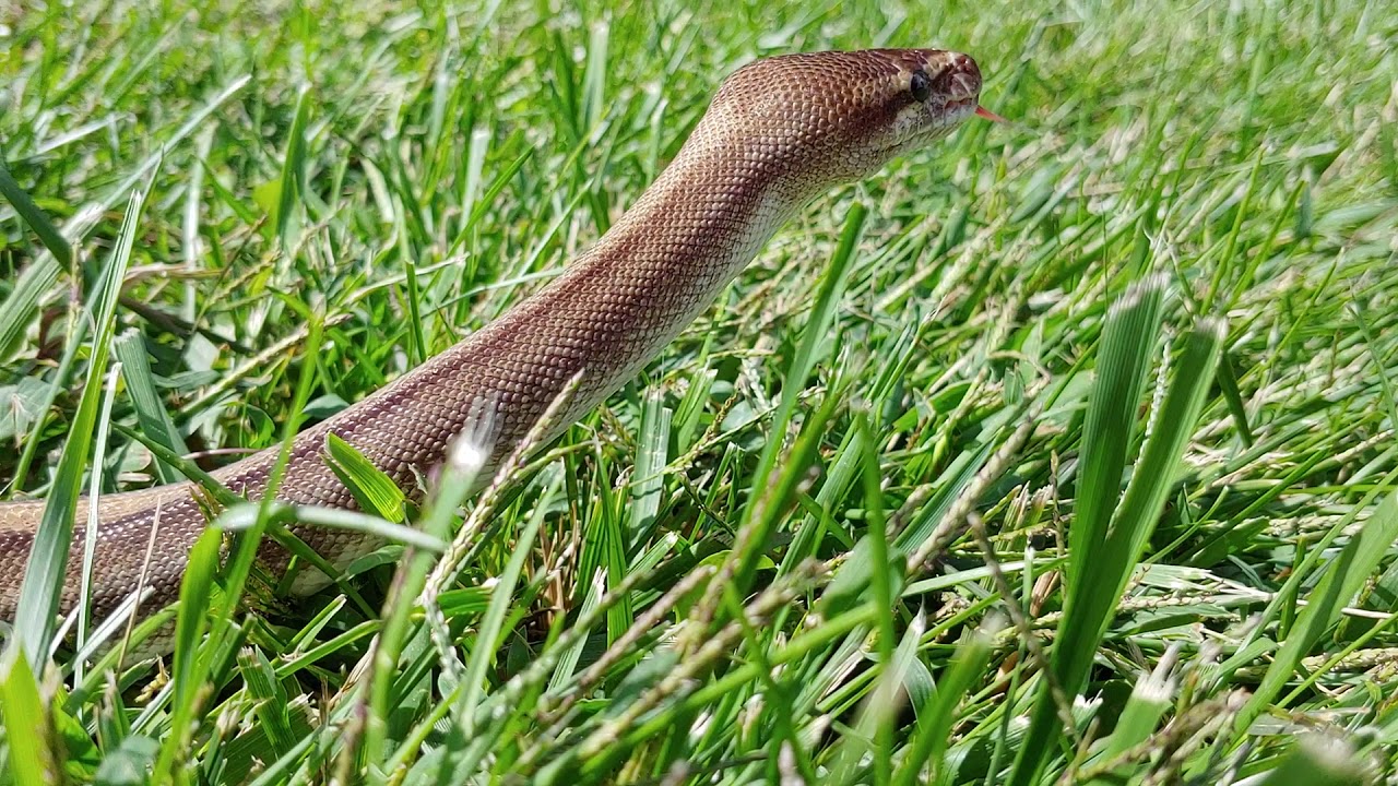 ball python breeders in ohio Ball python out in the not so wild