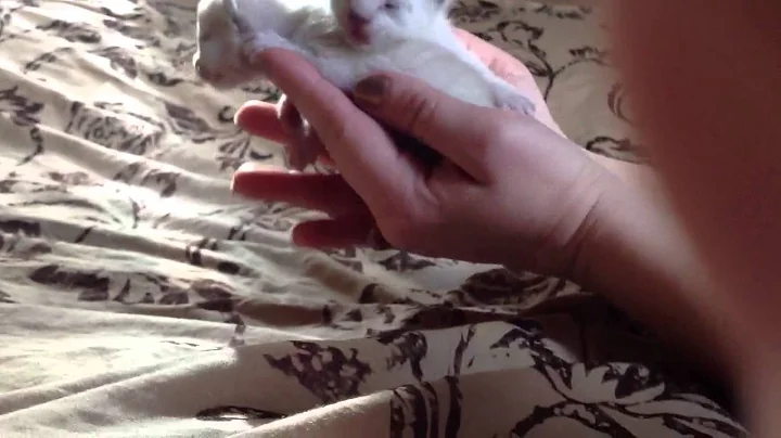 Watch the video about Siamese mom and dad with their kittys