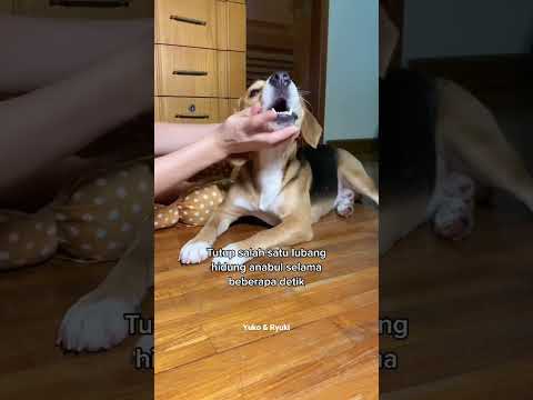 Video: Adakah anak anjing bernafas dengan cepat?
