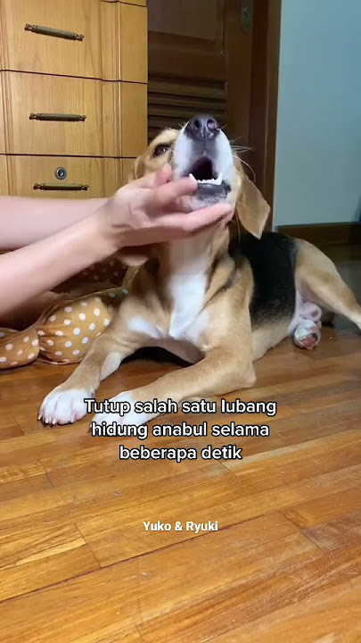 ⚠️FIRST AID FOR CHOKING HAZARD‼️🐶 #shorts