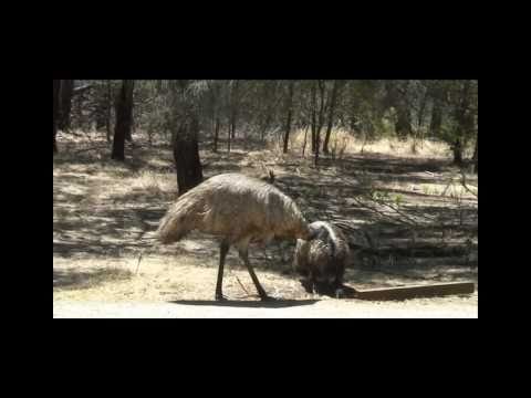 Old Man Emu