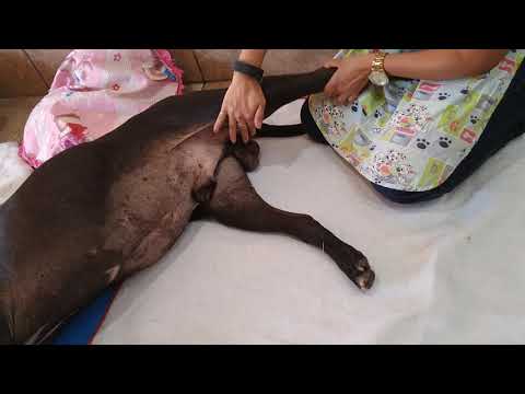 Vídeo: Medicina reabilitadora (reabilitação) para cães com osteoartrite