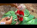 Baby monkey obedient eat fruits #shorts