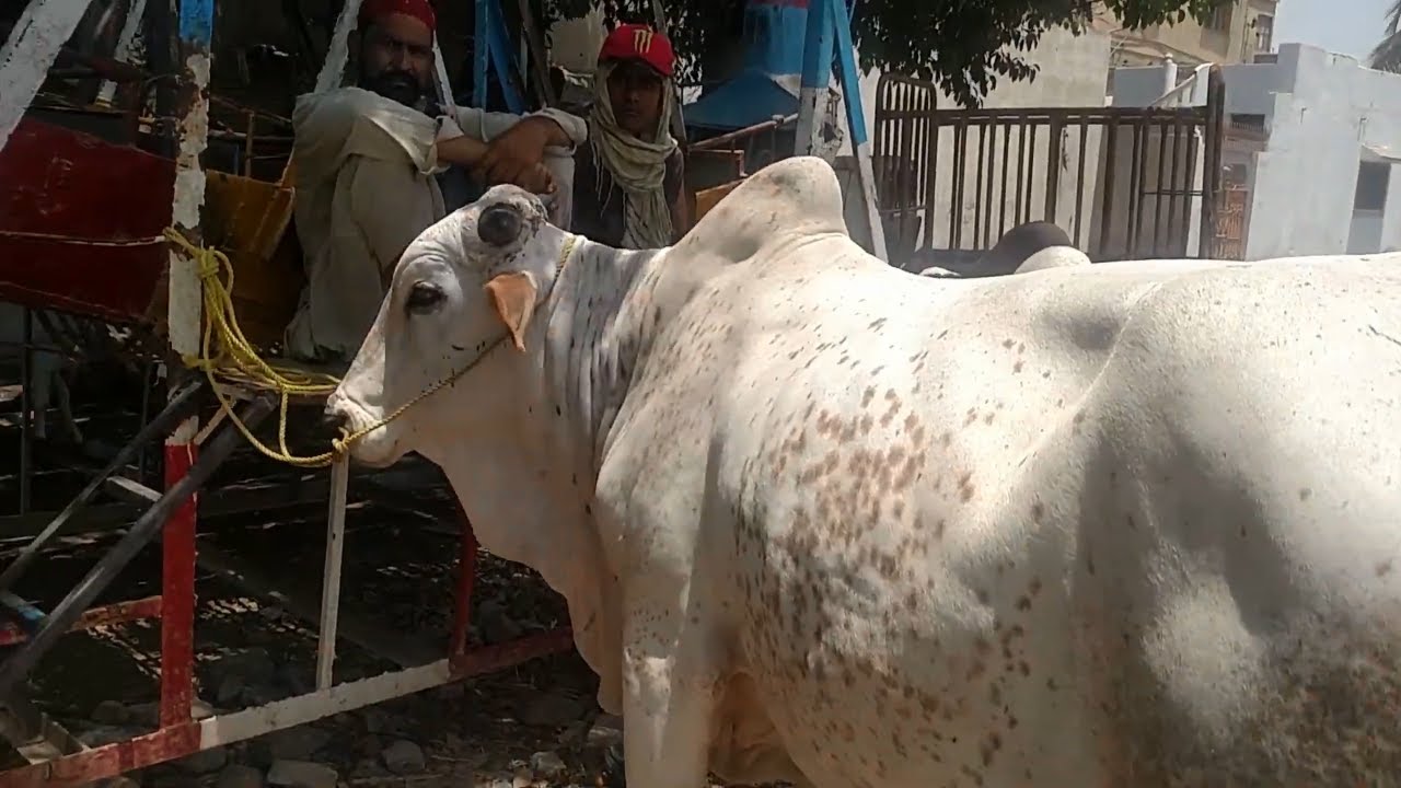 cow mandi 2019 update Lalukhet Cow Mandi Price Updates