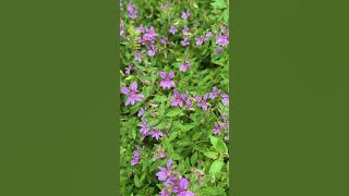 Cuphea glutinosa - a cute and tough groundcover for shade (Texas Heather)