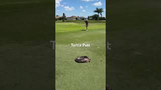 Turtle Putt #golf #golfer #golflife #naples #turtle