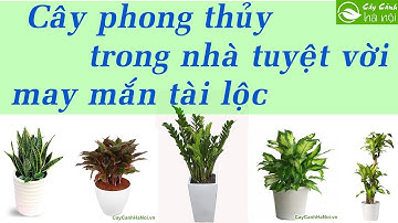 Những loại cây phong thủy trồng trong nhà tuyệt vời - May mắn tài lộc