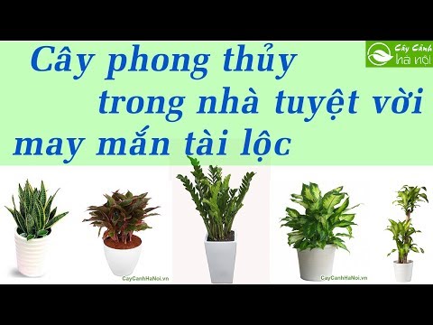 Video Những loại cây phong thủy trồng trong nhà tuyệt vời -... - youtube