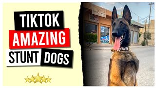 TikTok Amazing Stunt Dogs