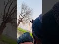 egret hunting with slingshot #birds #slingshot #huntingbirds #shorts #skills #ytshorts