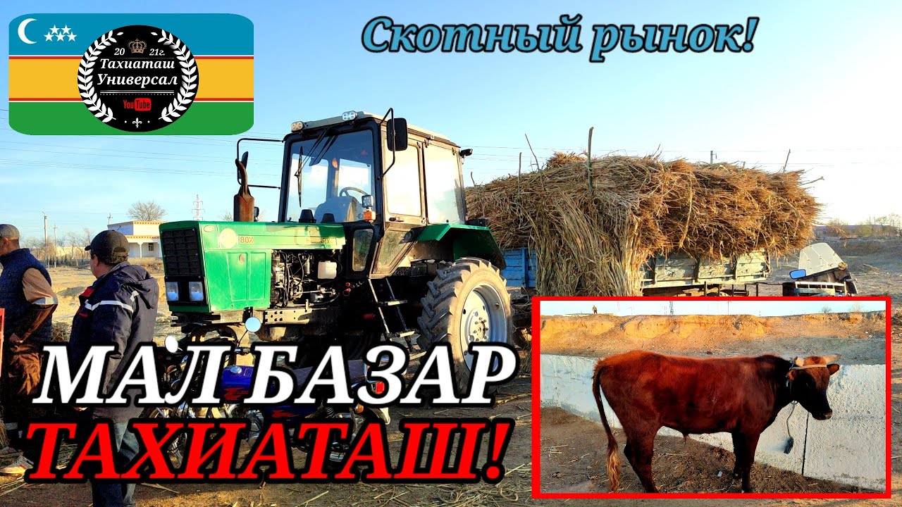 МАЛ БАЗАР 🐄 СКОТНЫЙ РЫНОК 30.03.25ж.#тахиаташ#каракалпакистан#бахалары#цены#огиз#сауын#быки#коровы