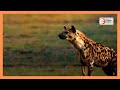 Hyena Mauls A 13 Year Boy To Death In Nakuru Hyena Mauls A 13 Year Boy To Death In Nakuru