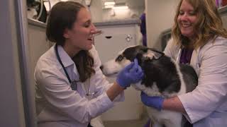 Clear the Shelters 2020