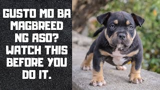 Breeding dogs in the Philippines