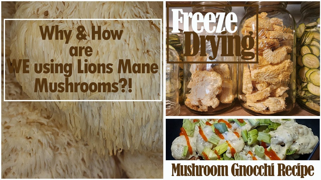 Why And How Are We Using Lions Mane Mushrooms Freeze Drying And why-and-how-are-we-using-lions-mane-mushrooms-freeze-drying-and