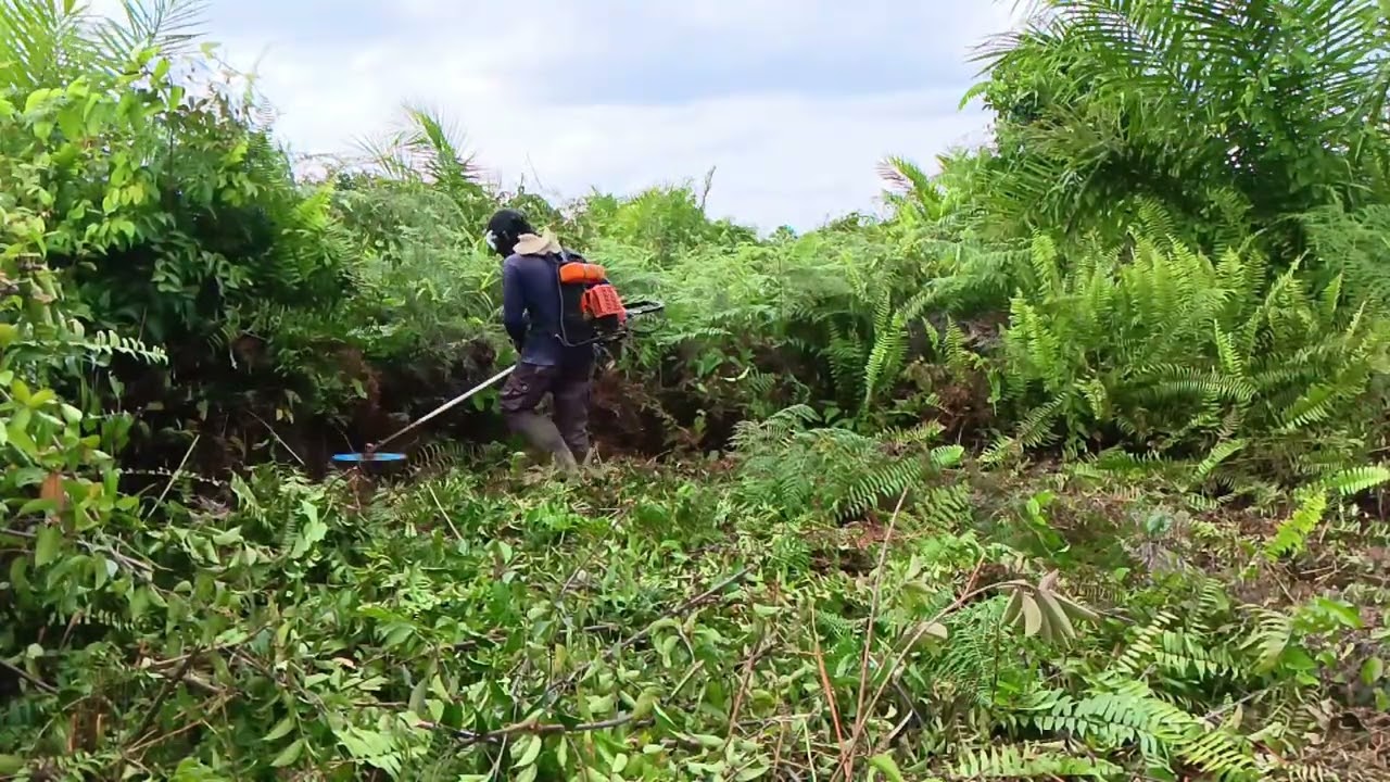 Membuat Jalur Tebasan mesin rumput