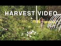 Harvest to Market || WWOOF || Farming