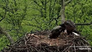 Decorah Eagles - North Nest 26.05.2024