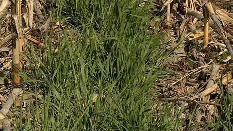 Cover Crops Research - Roger Elmore - April 15, 2016