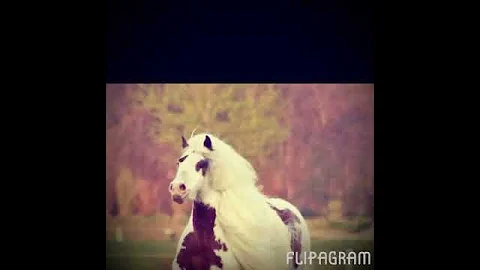 Love this horse xxx