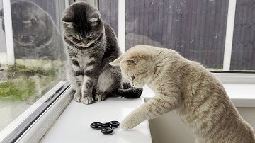 Cat & Kitten React To Fidget Spinner