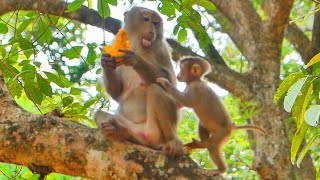 Monkey Zuri is very upset with PRETTY do not share mango with her & Libby come getting Lucie's mango