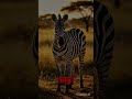 3 Interesting Facts About Zebras #zebras #facts #wilderness #animals #nature #wildlife #interesting