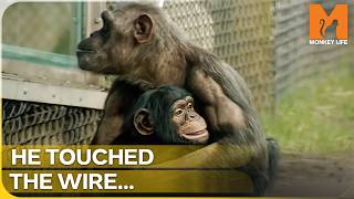 A Painful Lesson This Baby Ape Had to Learn | Monkey Life | Season 2 Episode 6