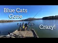 Blue Cats Gone Crazy!