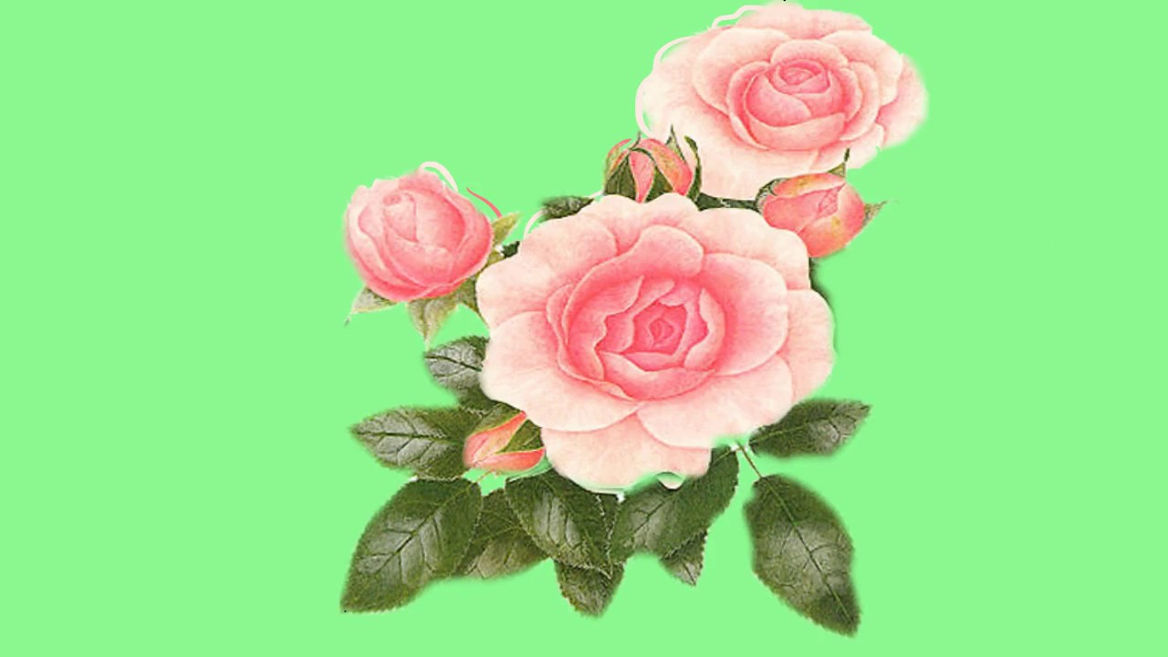 Футаж букет цветов. Розы хромакей. Букет роз хромакей. Цветы в букете храмаке.