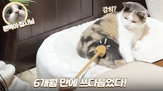 구조한 지 6개월 만에 쓰다듬기 성공한 까칠한 고양이 (feat. 쫀떡이 집사) | 찰떡행님 3기 제주 봉사 | 쫀니와 쪼꼬미들 | 베베집사 제주살이