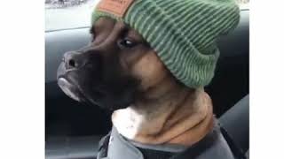 Fan The Vocalist  Umsindo