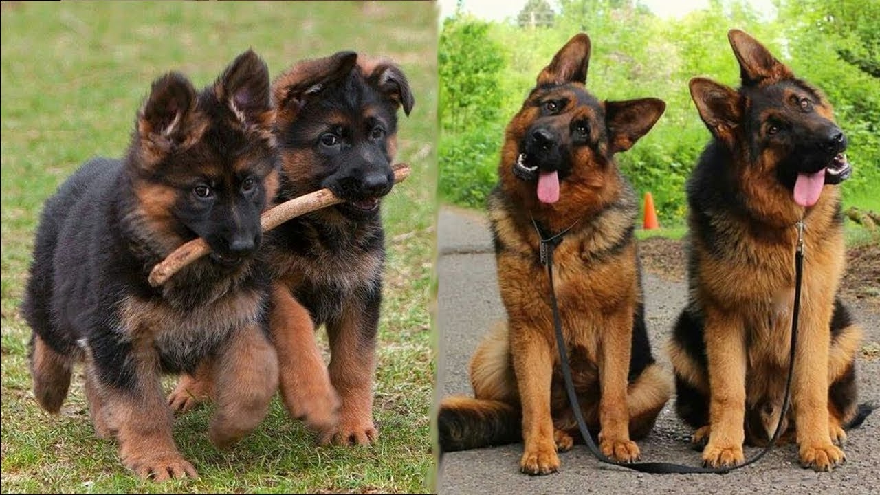 cute gsd puppies