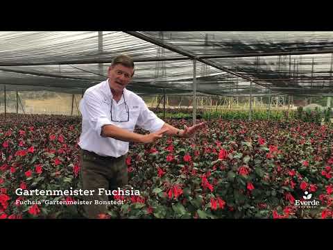 Video: Gartenmeister Fuchsia Խնամք. Իմացեք Gartenmeister Fuchsias աճեցնելու մասին