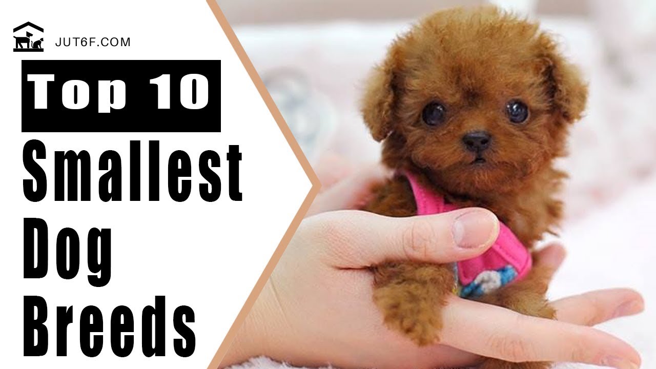 smallest dog breeds in order