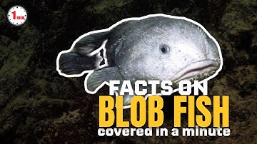 Sad Faced Blob-fish a deep sea survivor? | Blob Fish in 1 Minute | AnimalSnapz